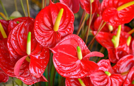 Photograph of a anthurium