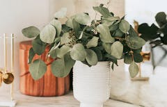 A potted eucalyptus plant in a warm home setting