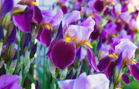 Photograph of a iris