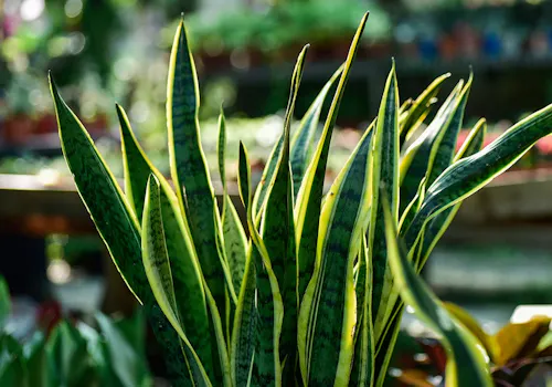 A close view of a snake plant's leaves