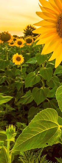 A crop of mature sunflowers at sunset