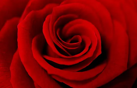 Photograph of love & respect Roses