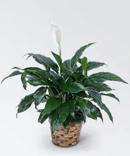 Peace Lily Plant