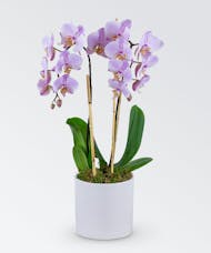 Double Phalaenopsis Orchid Planter