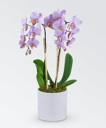 Double Phalaenopsis Orchid Planter