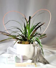 Plant Gift Set