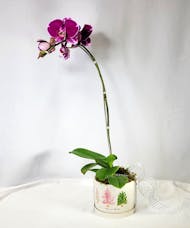 Christmas Orchid Planter