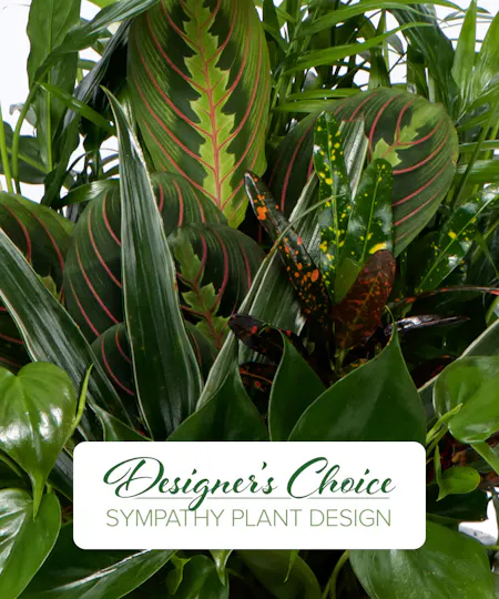 Sympathy Plants