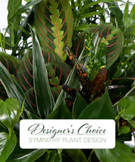 Sympathy Plant