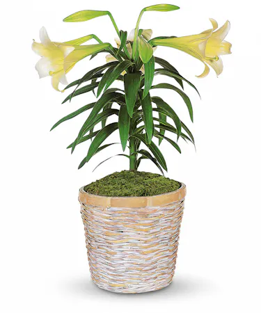 Easter Lily Plant