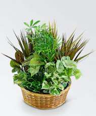 Dish Garden