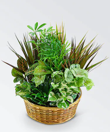 Dish Garden