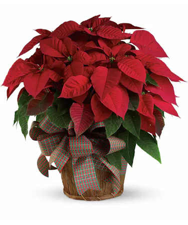Poinsettia in a beautiful container with a holiday bow