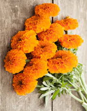 Orange Marigold Bunches