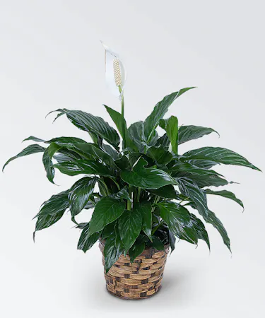 Peace lily plant, also known as the spathiphyllum