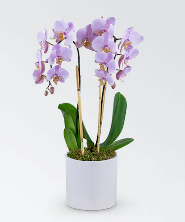 Phalaenopsis orchid plant in a white cylinder planter
