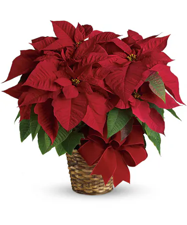 Holiday Poinsettia