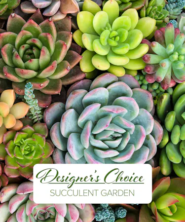 Designer Succulent Garden