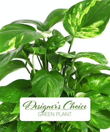 Designer Choice Green Plant