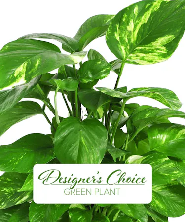 Designer's Choice green plant