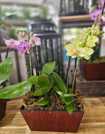 Phalaenopsis orchid planters