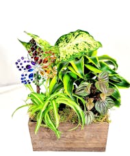 Suncatcher & Plants