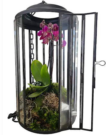 Discover The Orchid Conservatory: A striking blend of architectural design and botanical beauty. Featuring a vibrant orchid in a chic metal frame.