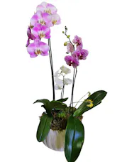 Regal Orchid Garden