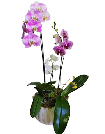Assorted phalaenopsis orchids in a beautiful container