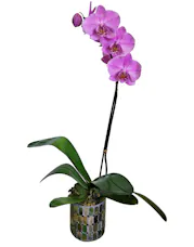 Phalaenopsis Orchid Plant