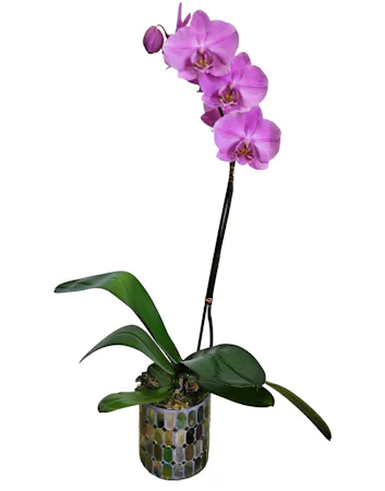 Phalaenopsis Orchid Plant