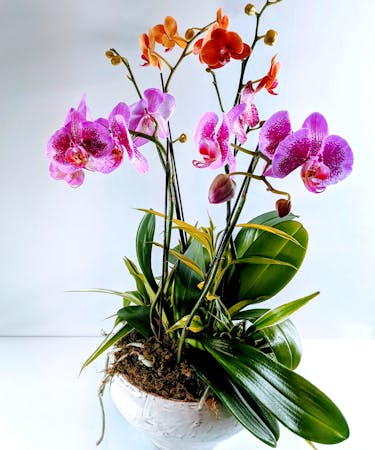 Regal Orchid Garden