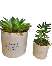 My Little Friend Succulent Duo