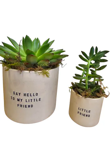 My Little Friend Succulent Duo