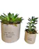 Succulents in pots. One pot says "Say Hello To My Little Friend" and the smaller pot says "Little Friend"