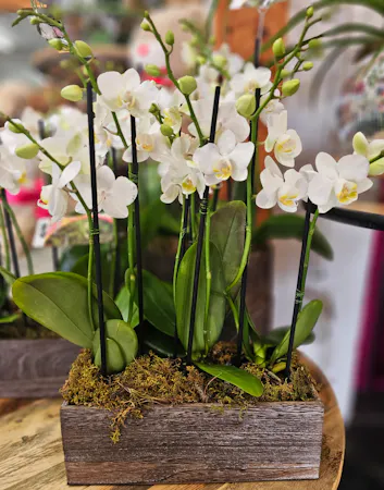 Phalaenopsis orchid planters