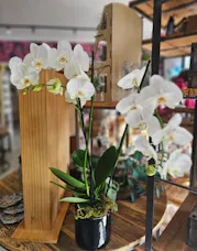Orchid Planters