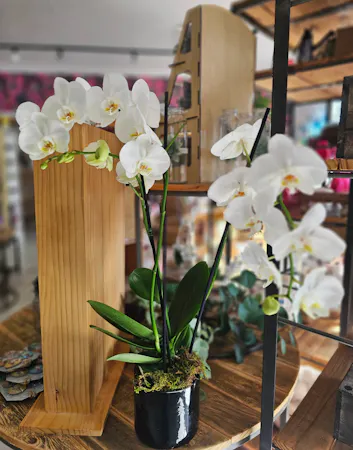 Orchid Planters