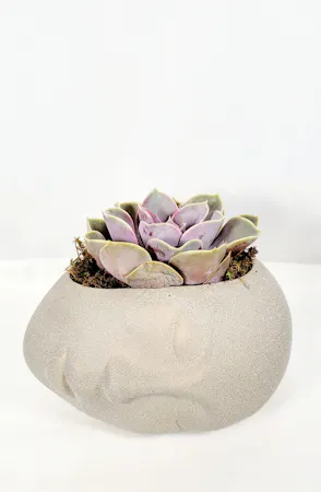 Succulent in a ceramic Buddha Head planter